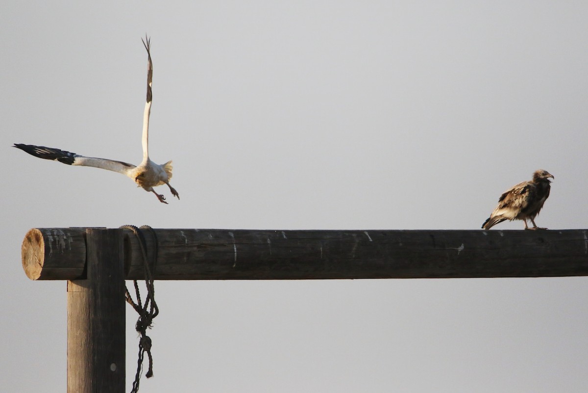 Egyptian Vulture - ML643041483