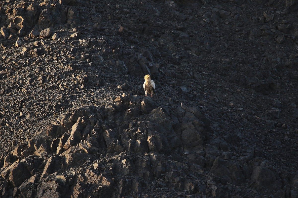 Egyptian Vulture - ML643041485