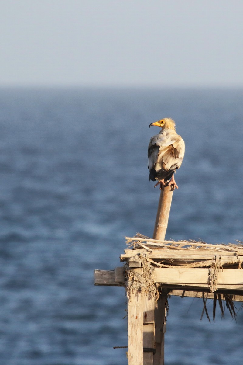 Egyptian Vulture - ML643041486