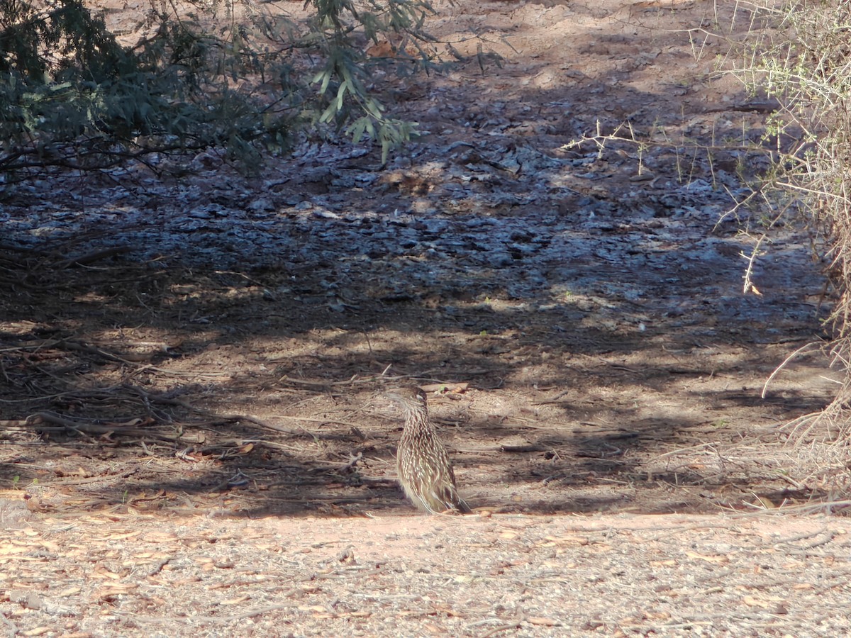 Greater Roadrunner - ML643041488