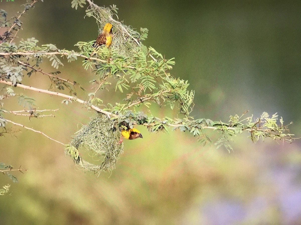 Baya Weaver - ML643041491