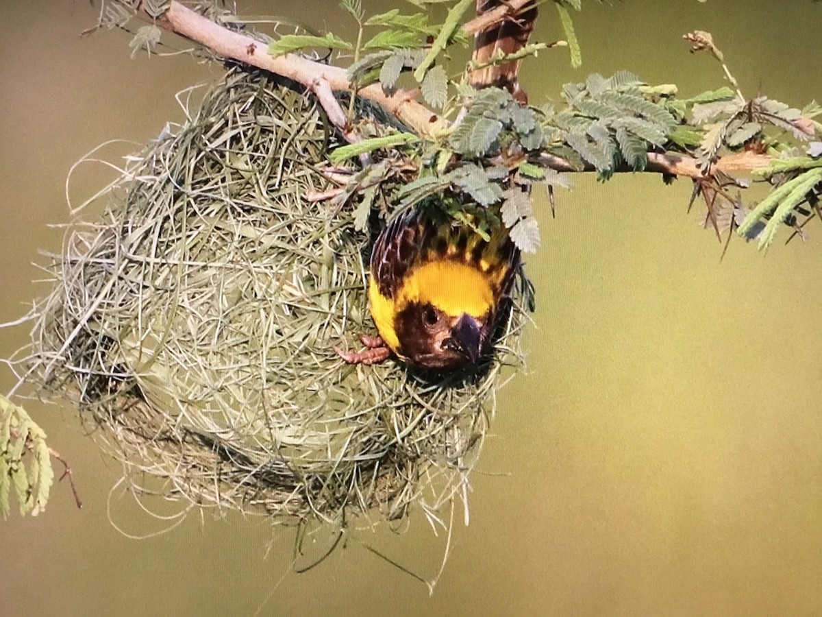 Baya Weaver - ML643041502
