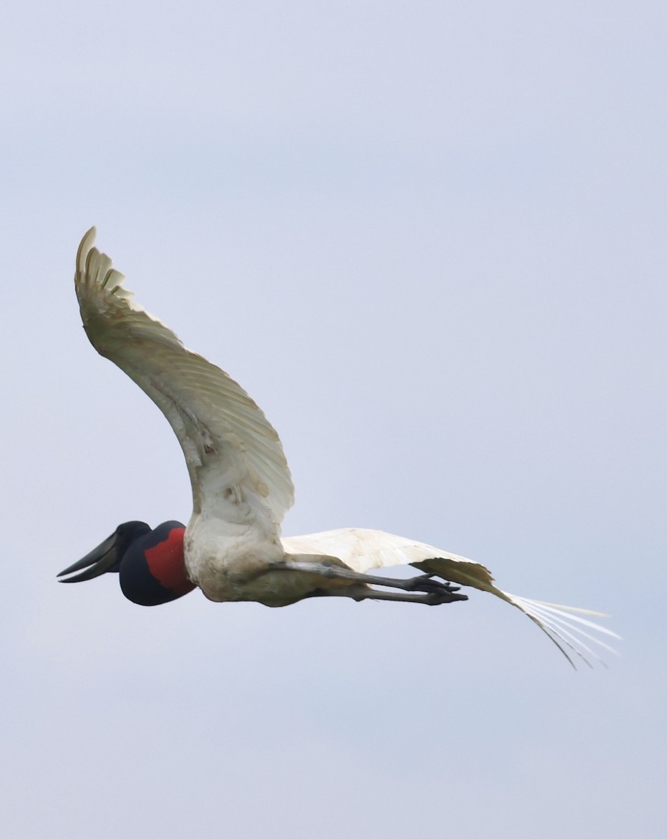 jabirustork - ML643041504