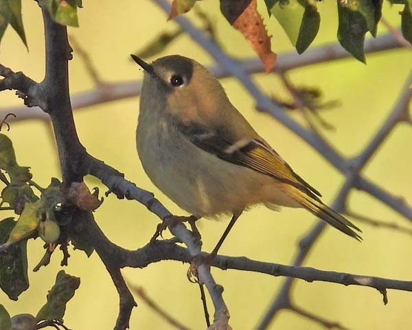 Ruby-crowned Kinglet - ML643041513