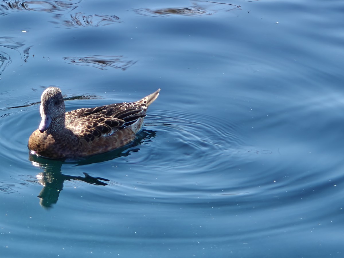 American Wigeon - ML643041515