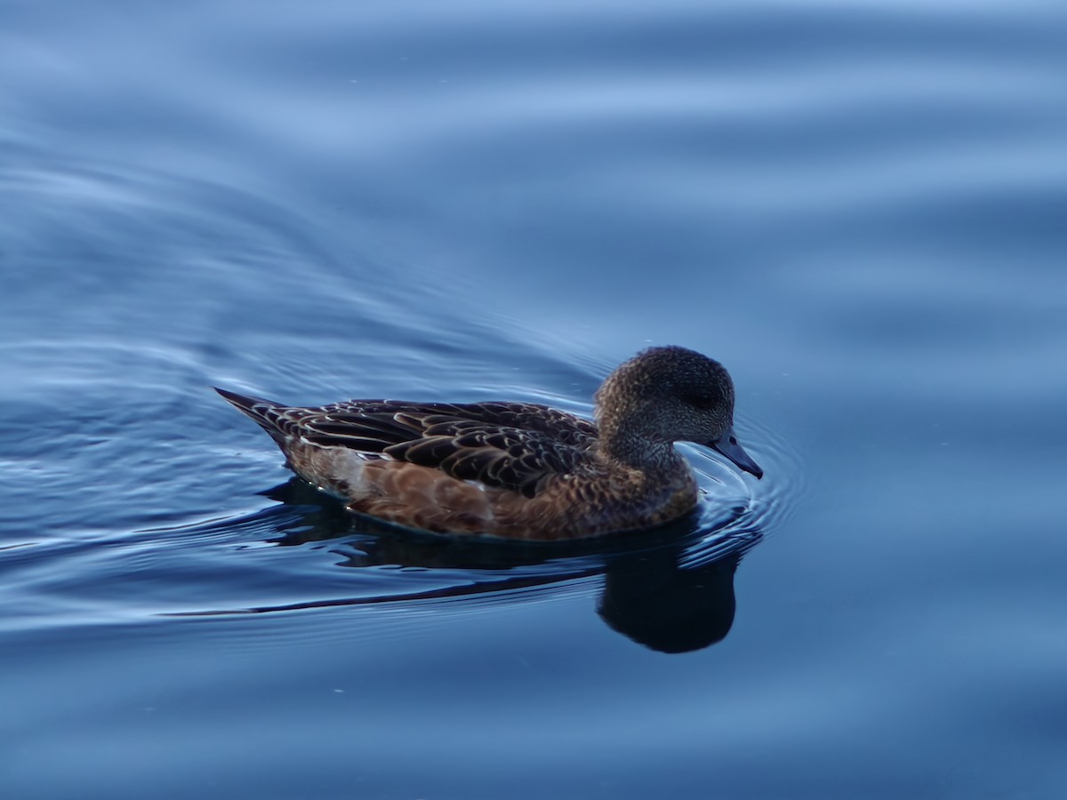 American Wigeon - ML643041516