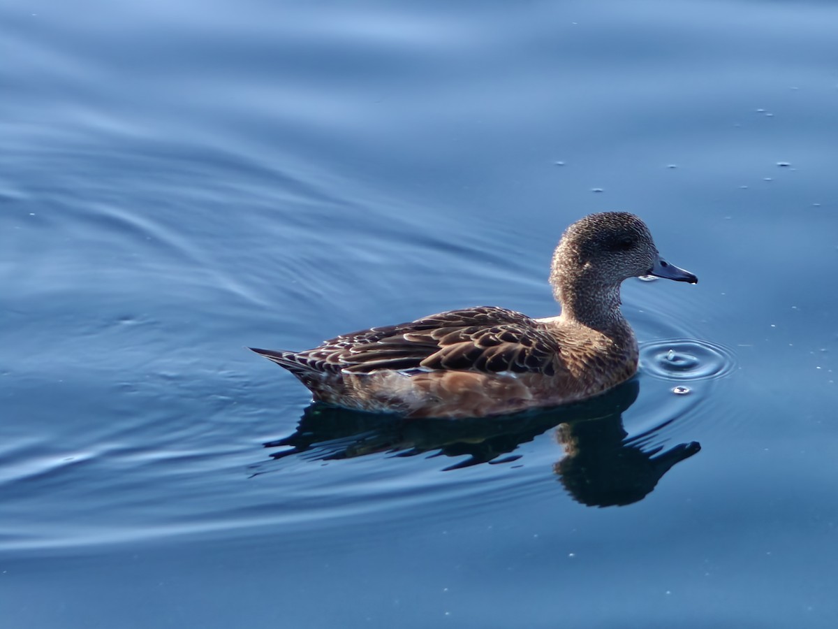 American Wigeon - ML643041517
