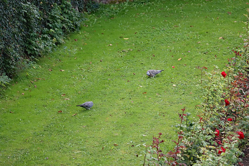 モリバト - ML643041532