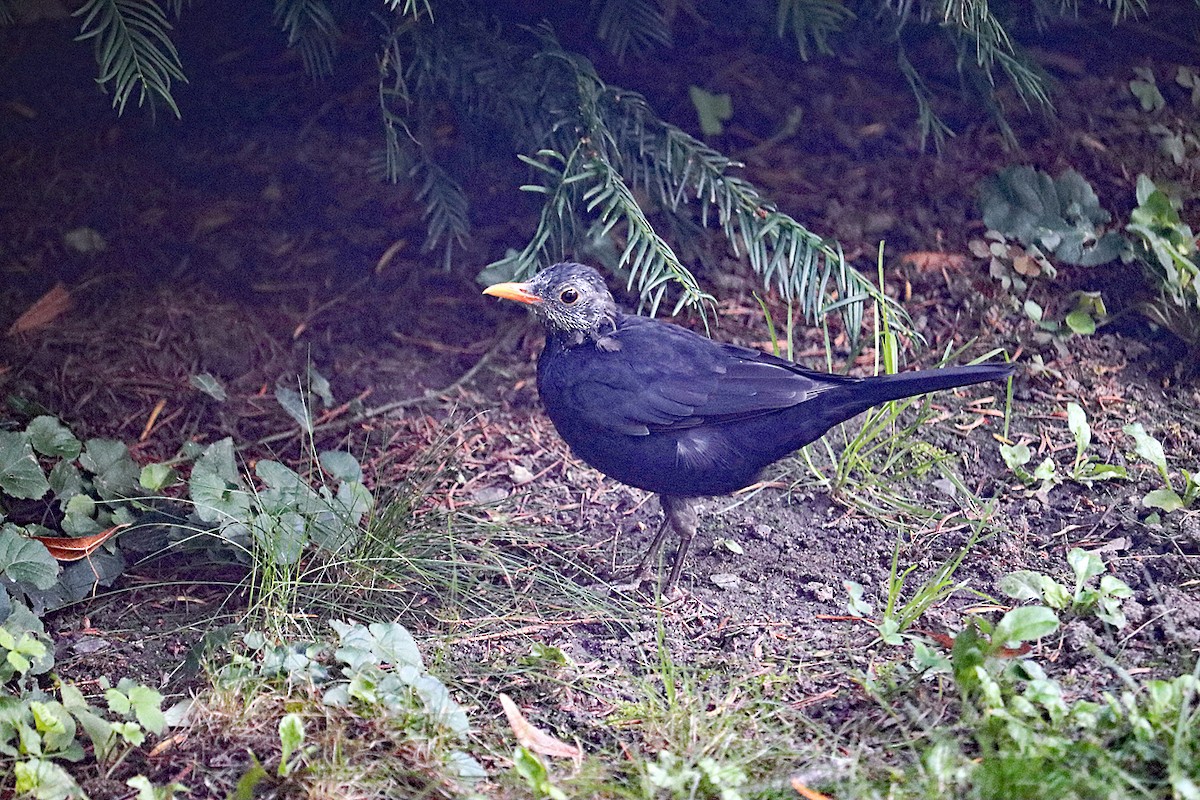 ニシクロウタドリ - ML643041539