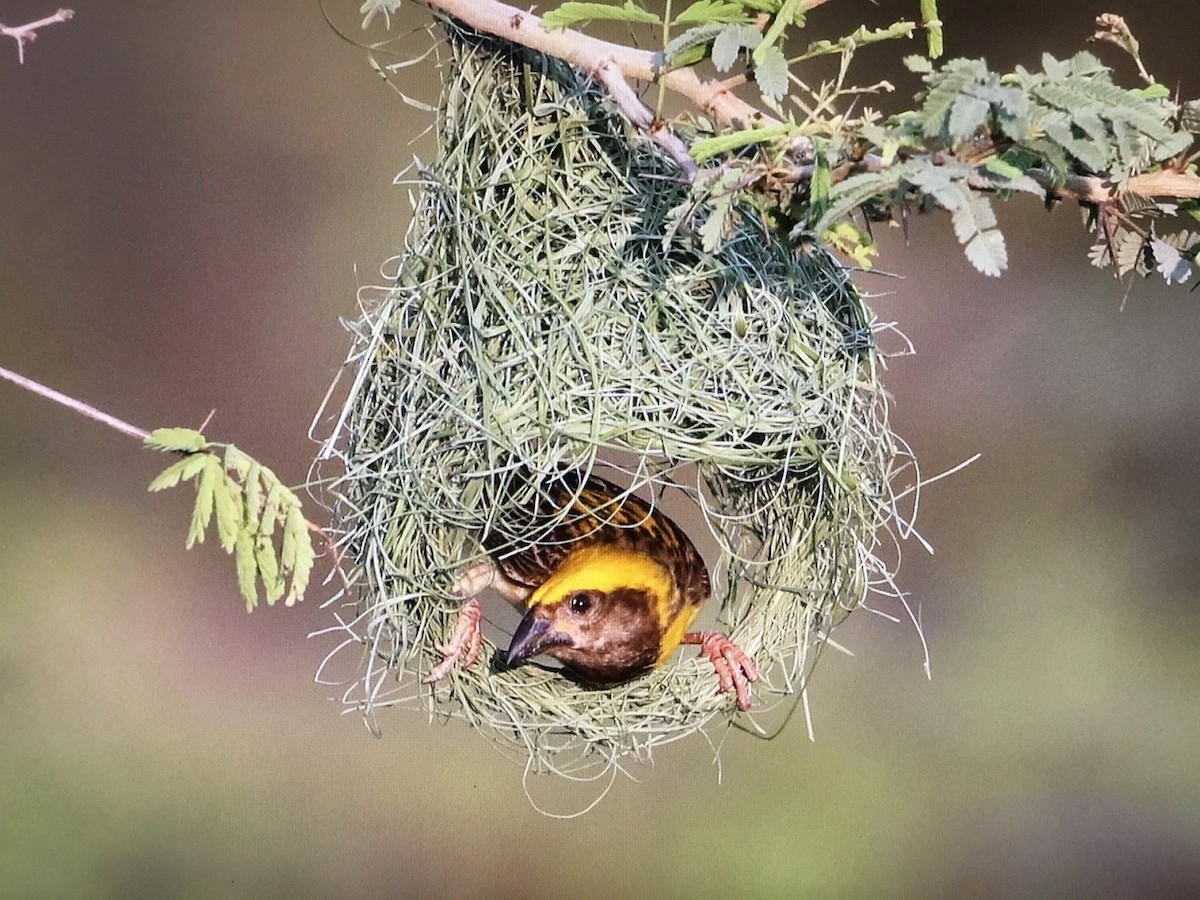 Baya Weaver - ML643041545