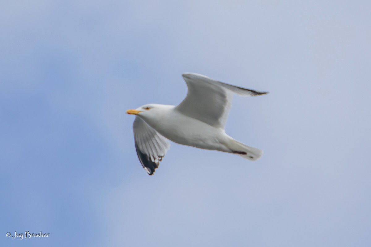 American Herring Gull - ML643041561