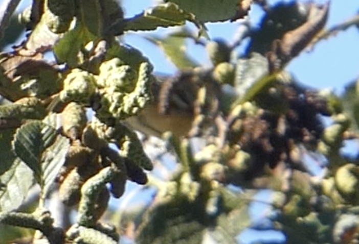 Bay-breasted Warbler - ML643041564
