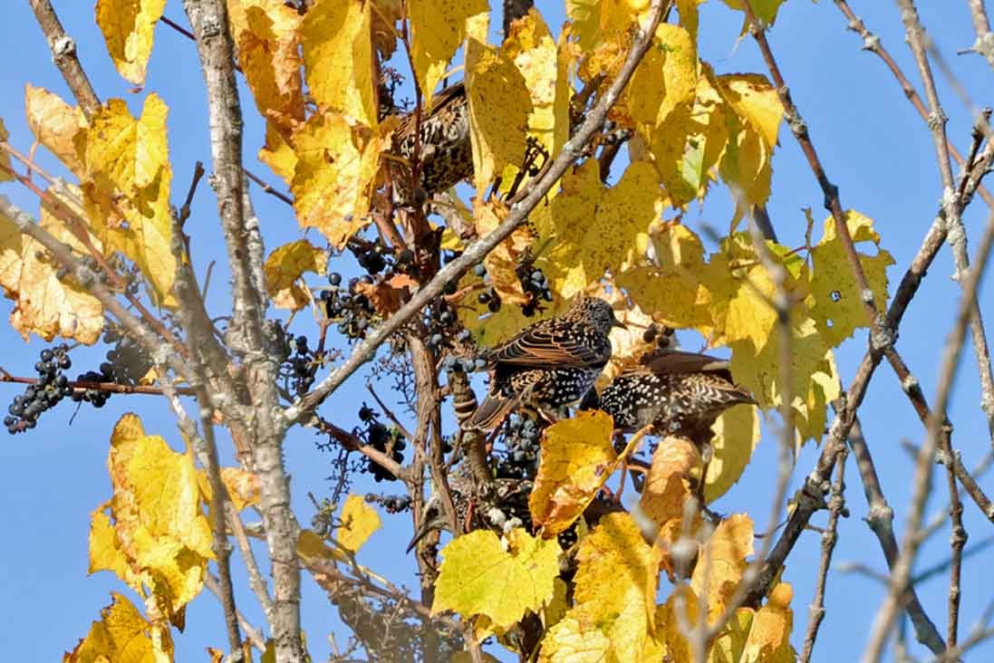 European Starling - ML643041568