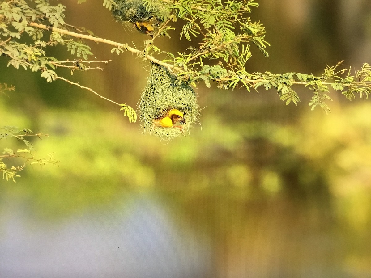 Baya Weaver - ML643041575