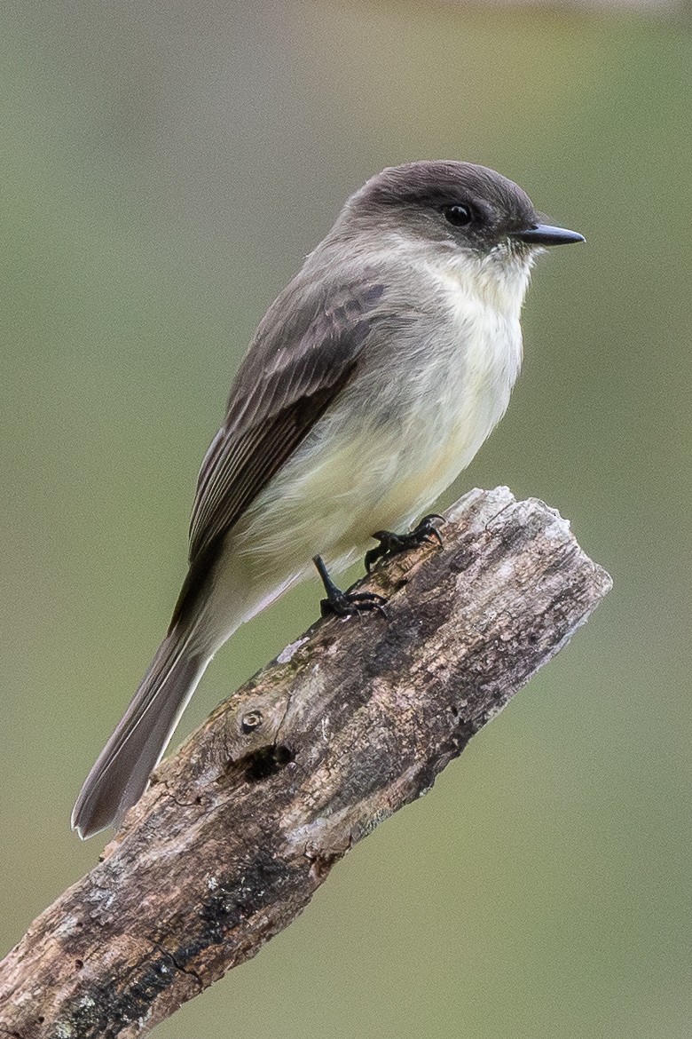 Eastern Phoebe - ML643041579