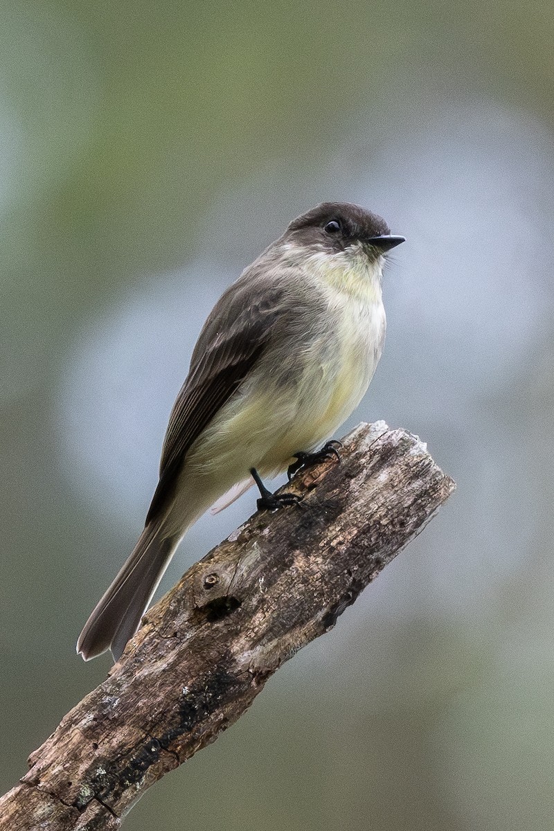 Eastern Phoebe - ML643041580