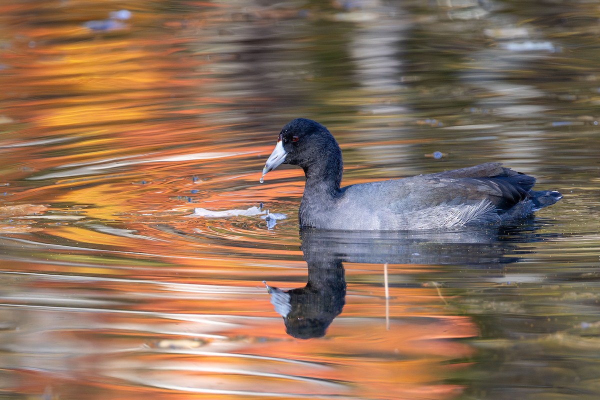 American Coot - ML643041584