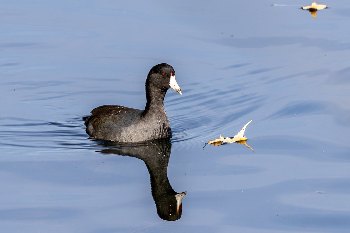 American Coot - ML643041589