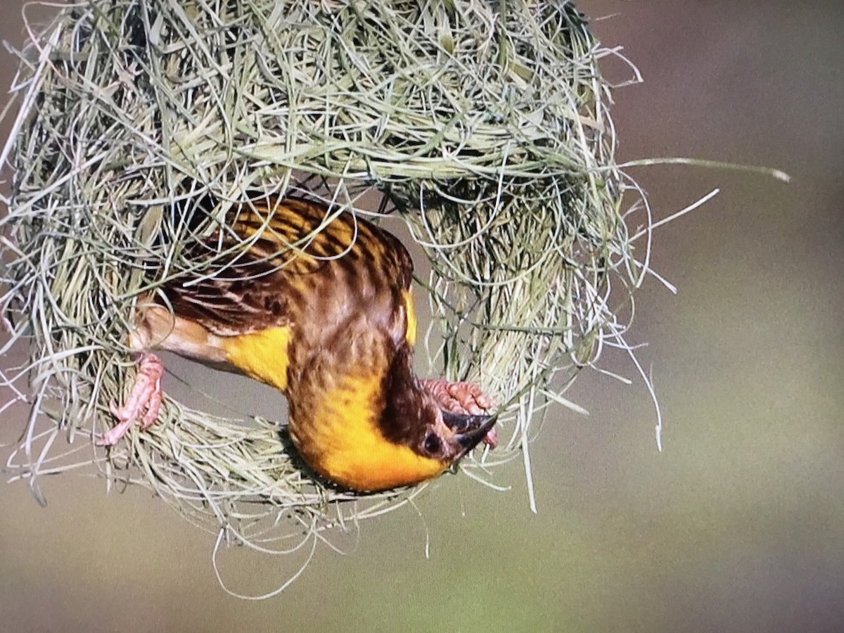 Baya Weaver - ML643041592