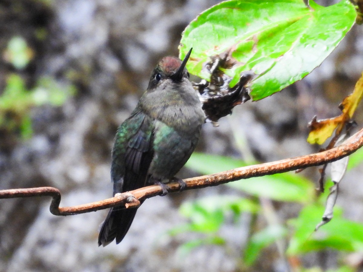 Green-fronted Lancebill - ML643041614