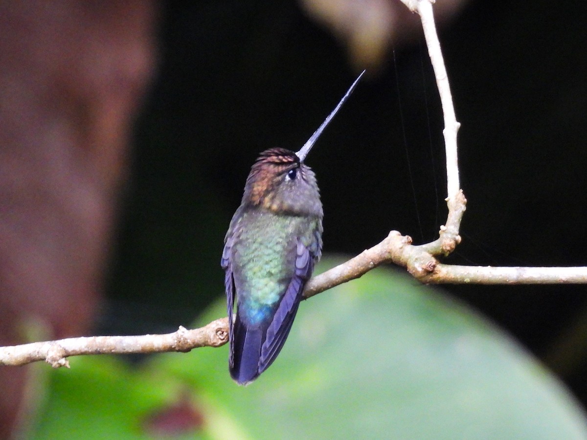 Green-fronted Lancebill - ML643041615