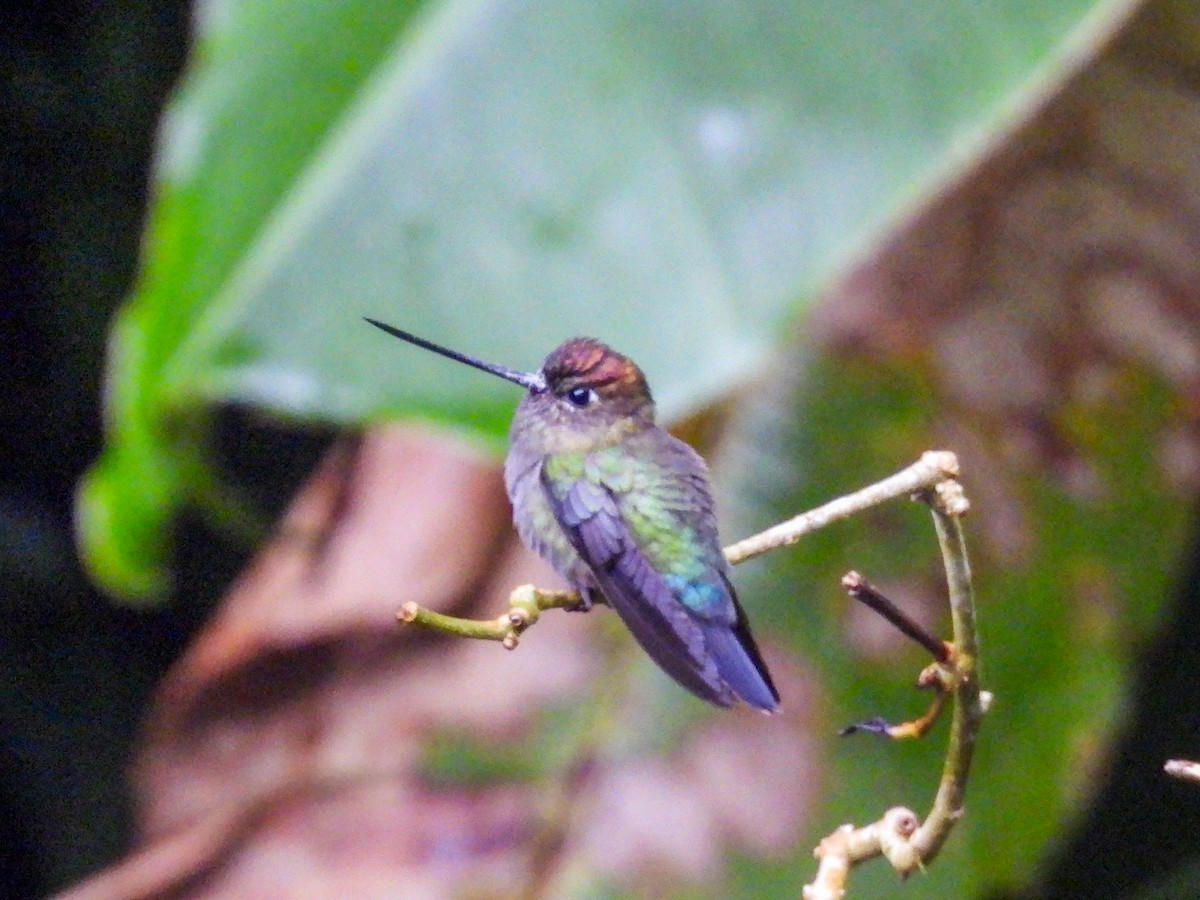 Green-fronted Lancebill - ML643041616