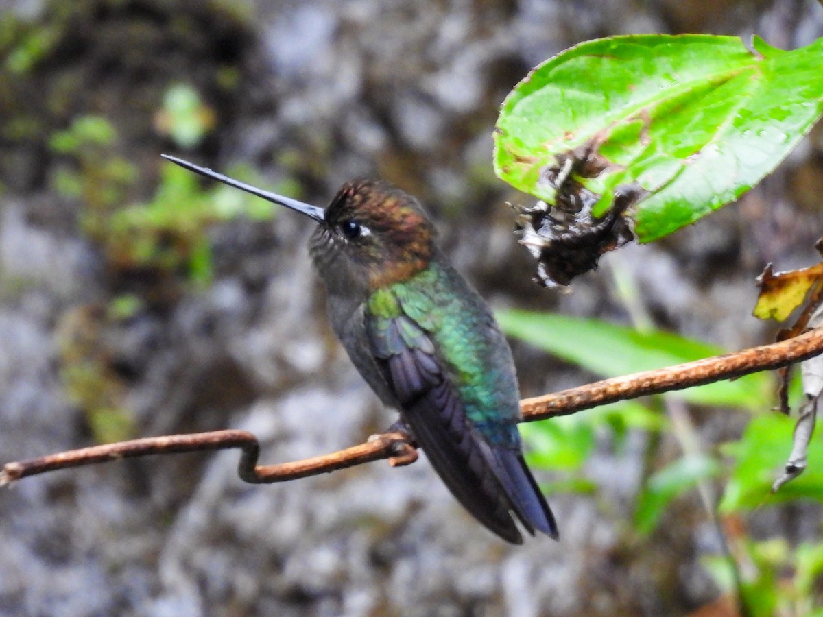 Green-fronted Lancebill - ML643041617