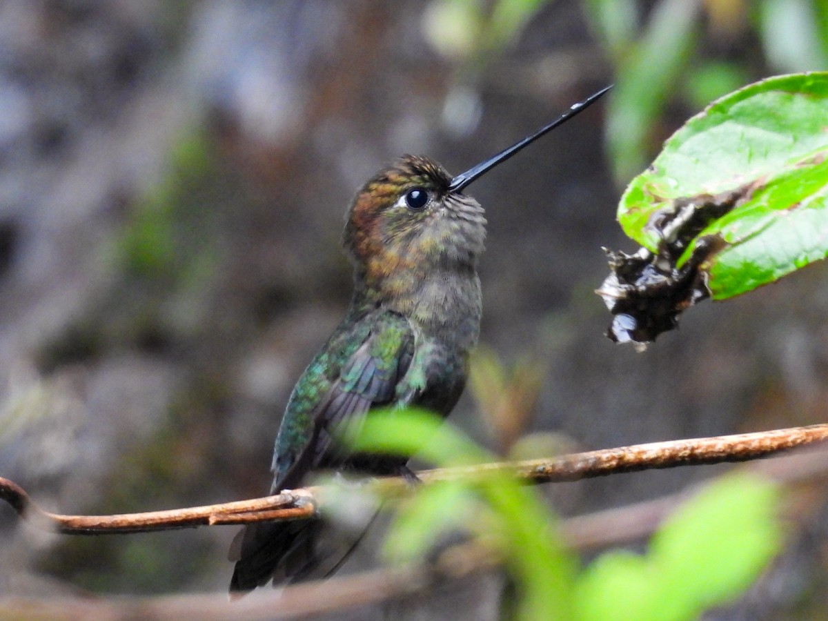 Green-fronted Lancebill - ML643041618