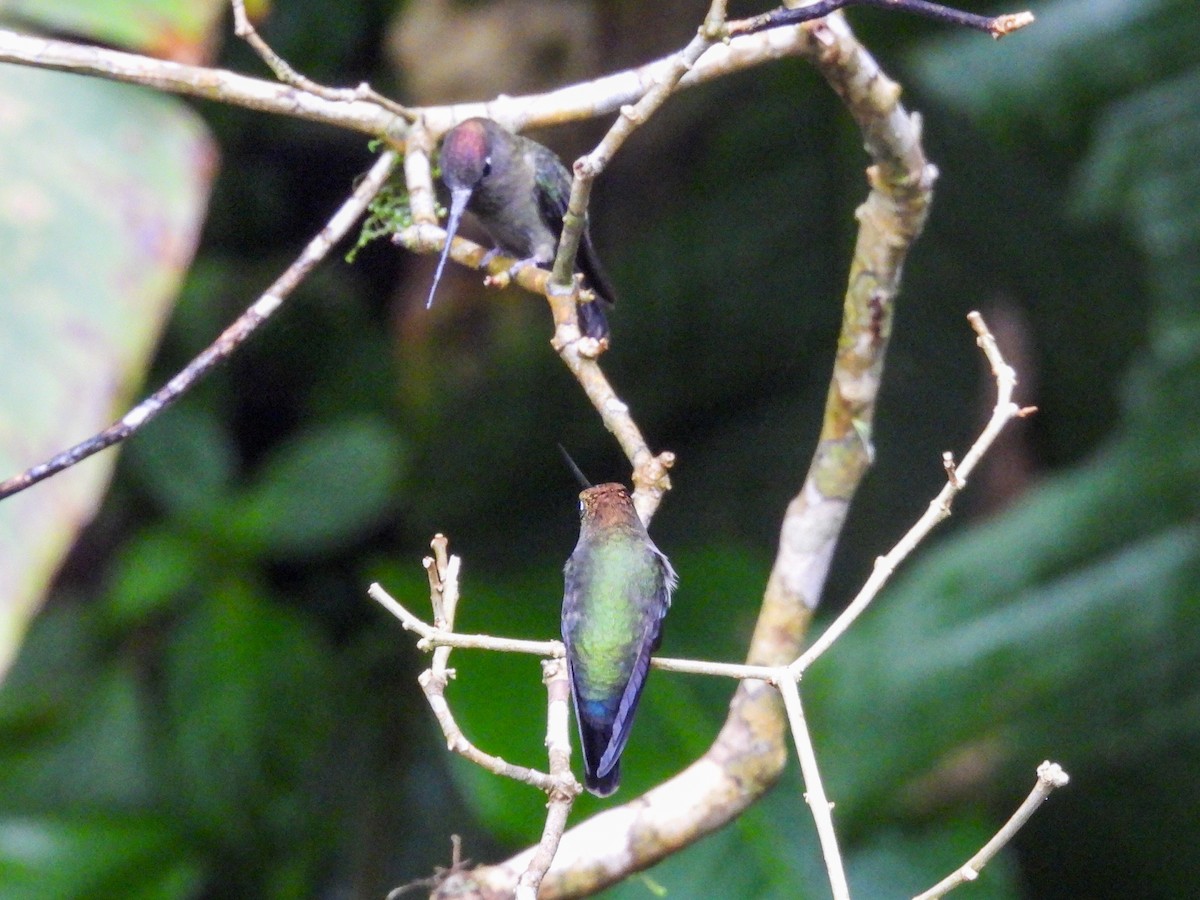 Green-fronted Lancebill - ML643041619