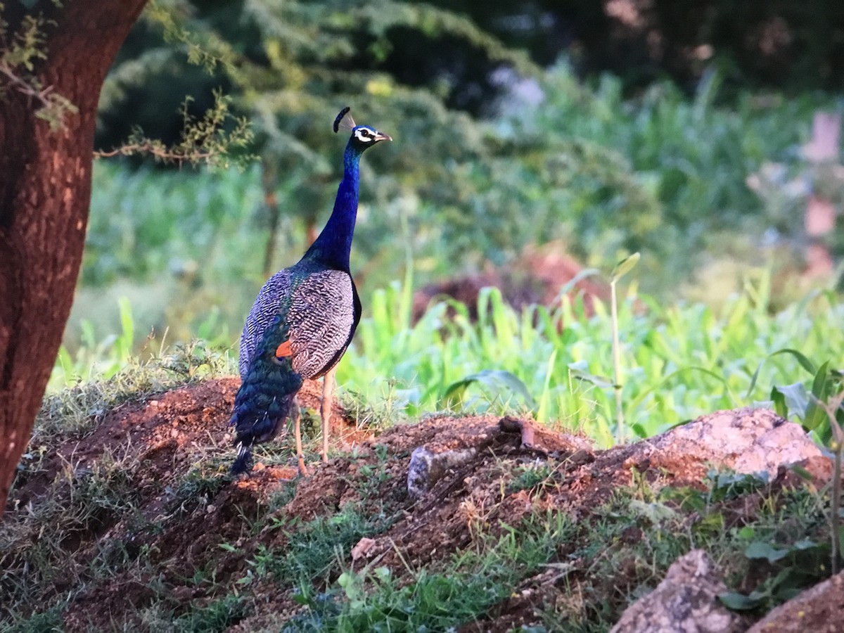 Indian Peafowl - ML643041627