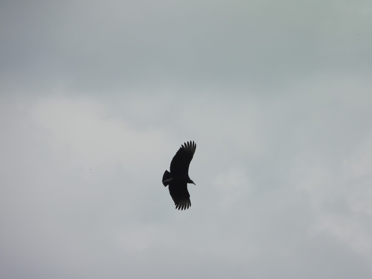 Black Vulture - ML643041643