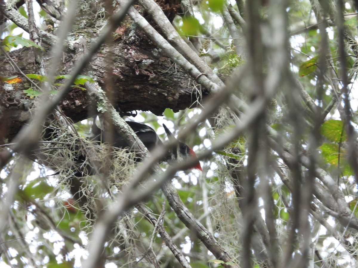 Pileated Woodpecker - ML643041650
