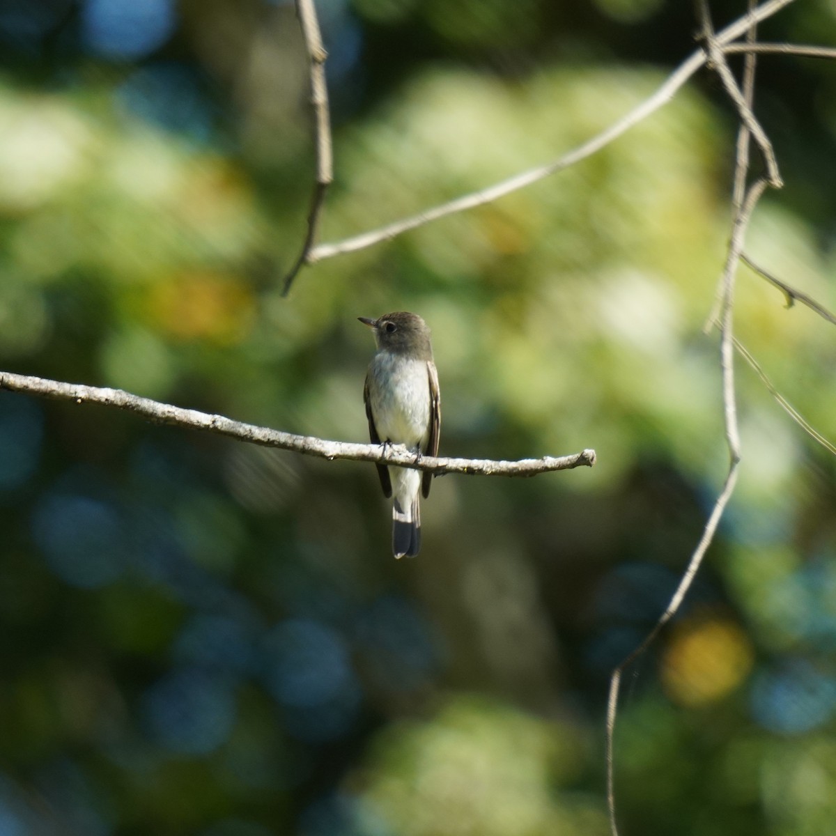 Eastern Wood-Pewee - ML643041660