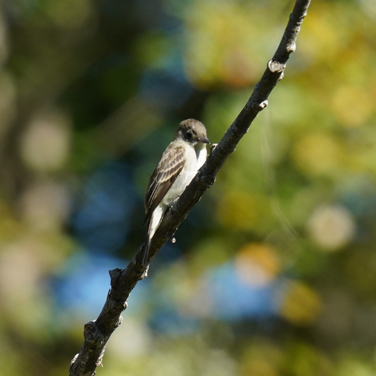 Eastern Wood-Pewee - ML643041662