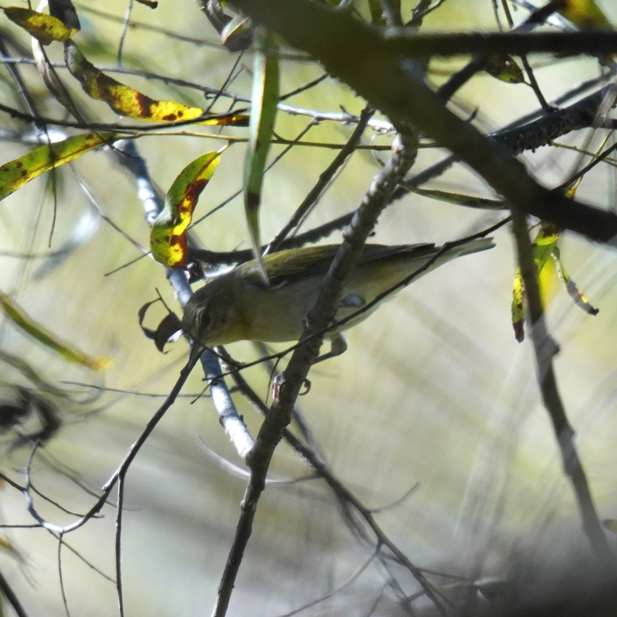 Tennessee Warbler - ML643041664