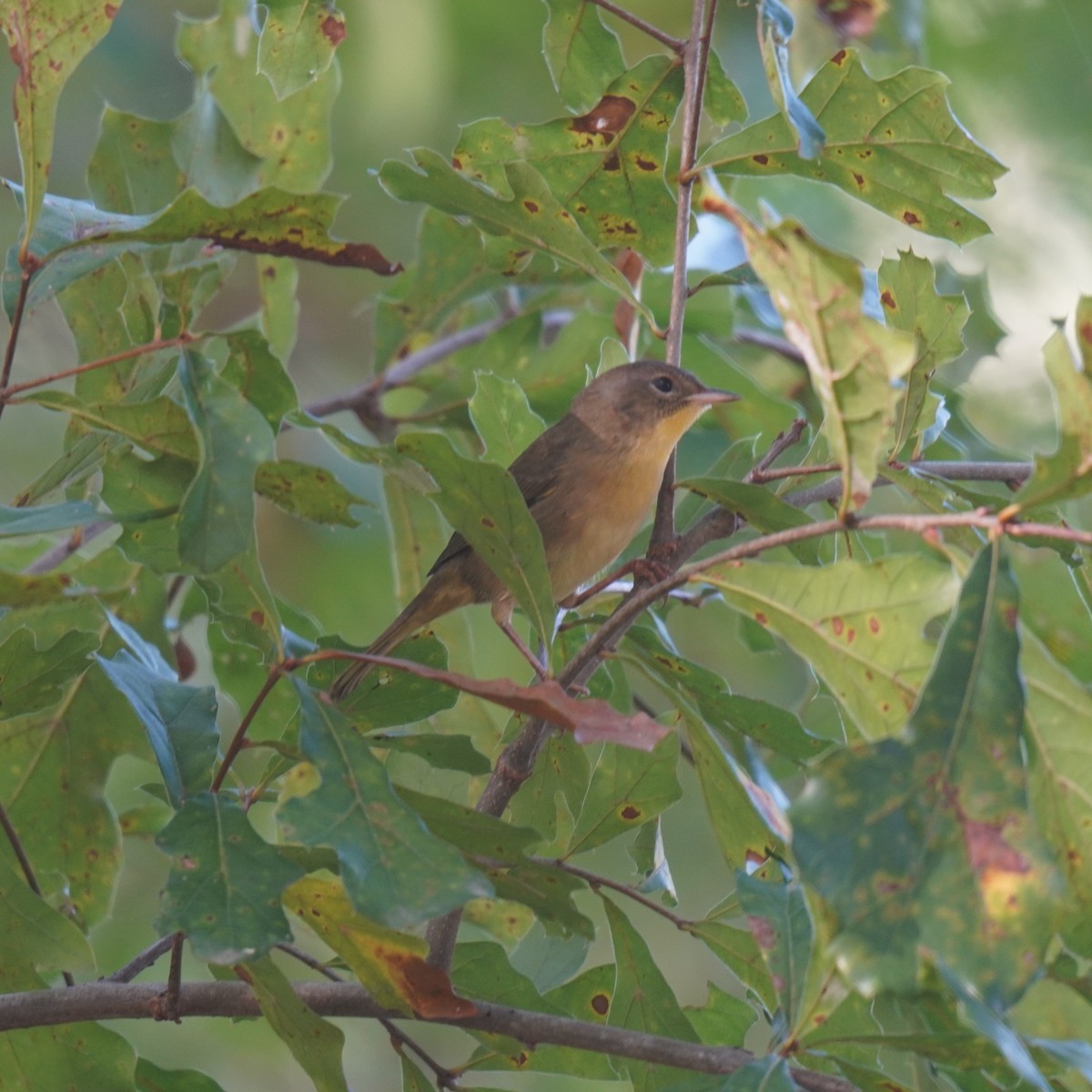 Common Yellowthroat - ML643041666