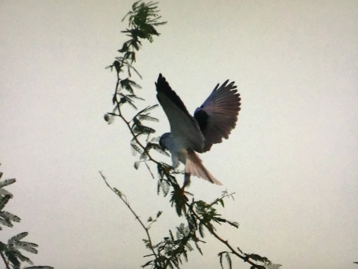 Black-winged Kite - ML643041674