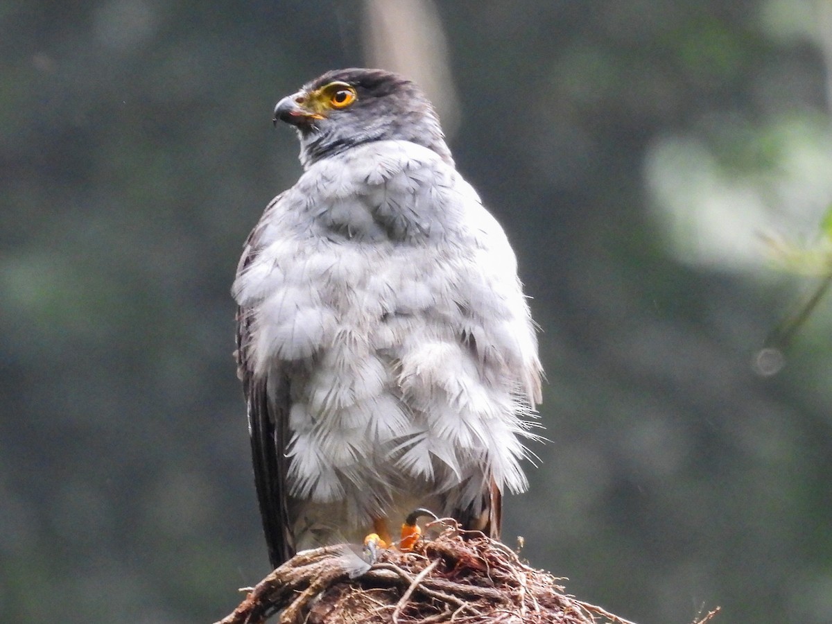Bicolored Hawk - ML643041675