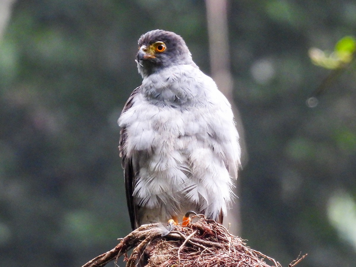 Bicolored Hawk - ML643041676