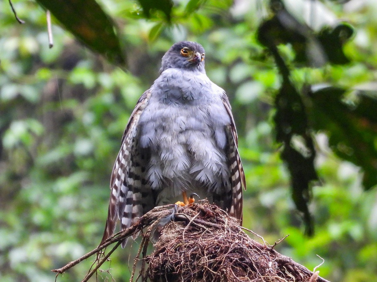 Bicolored Hawk - ML643041677