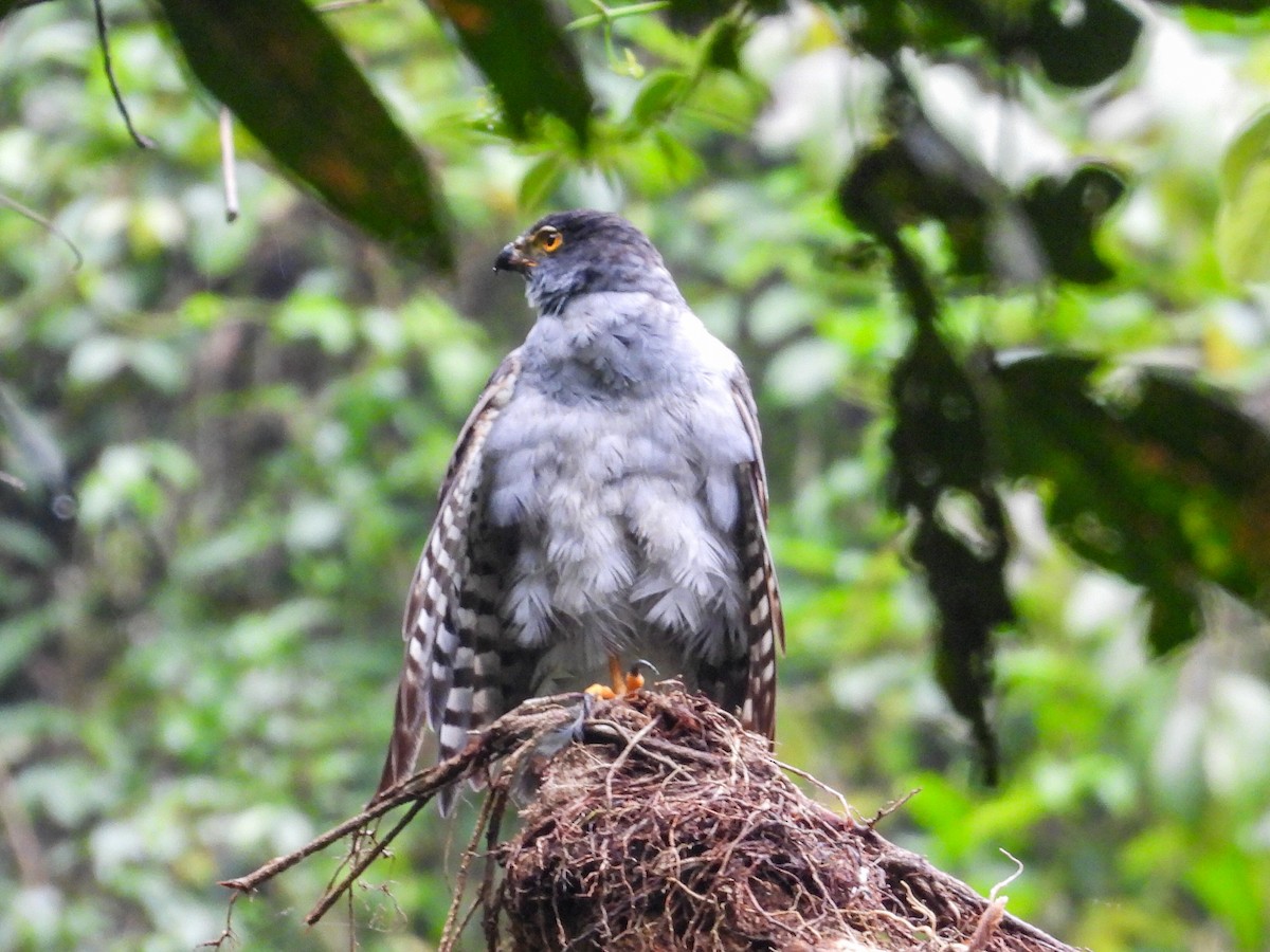 Bicolored Hawk - ML643041678