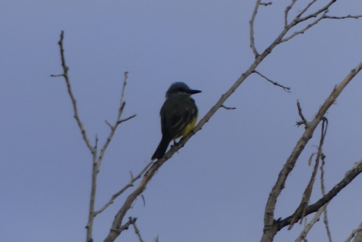 Tropical Kingbird - ML643041680
