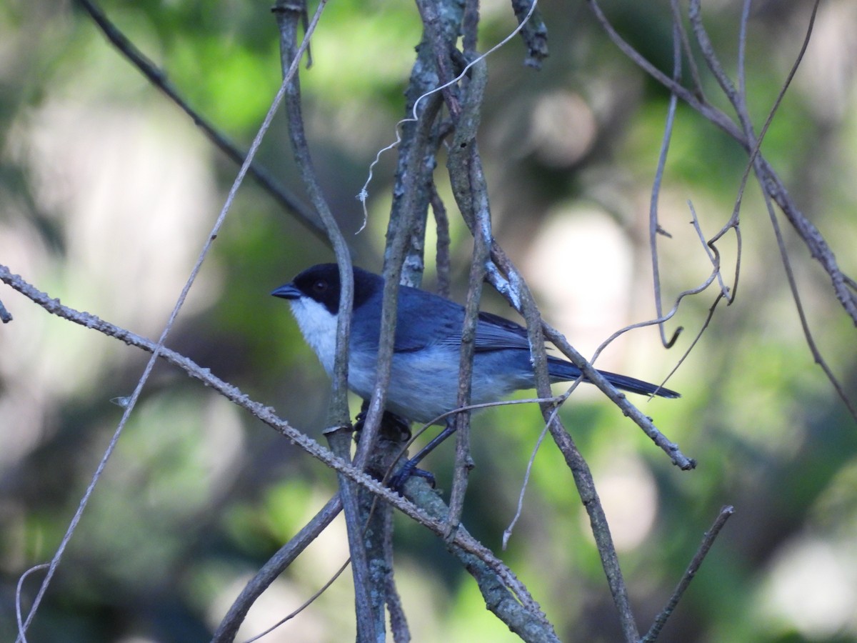 Black-capped Warbling Finch - ML643041683