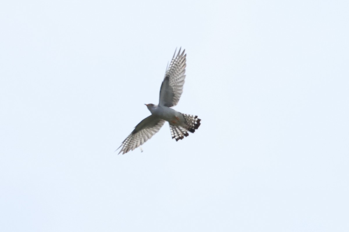 African Cuckoo - ML643041684
