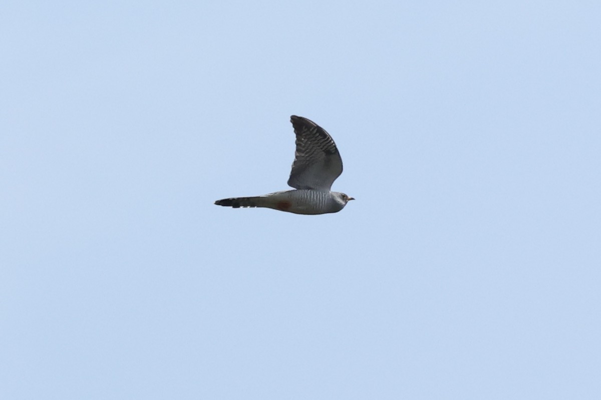 African Cuckoo - ML643041685