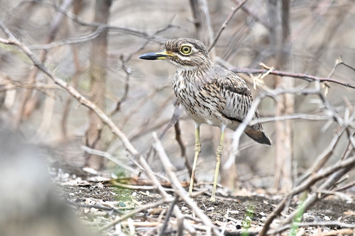 Senegal Thick-knee - ML643041692