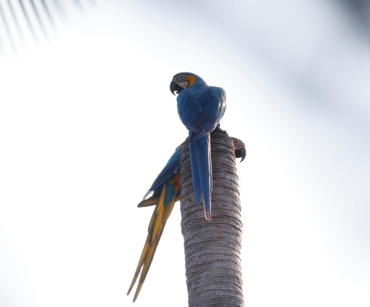 Blue-and-yellow Macaw - ML643041696