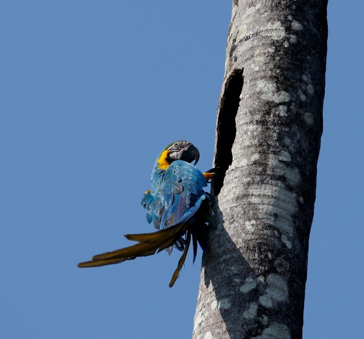Blue-and-yellow Macaw - ML643041700