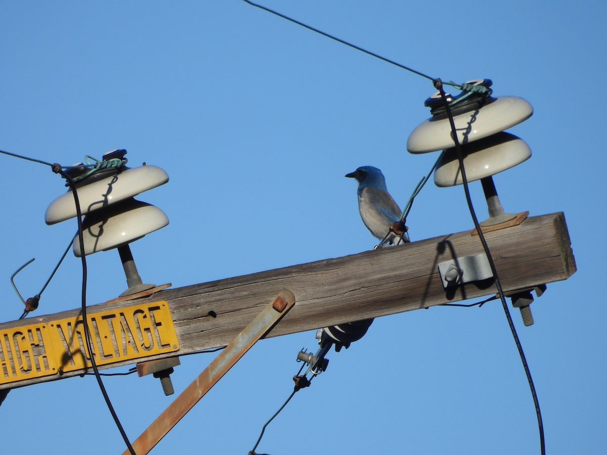 California Scrub-Jay - ML643041716