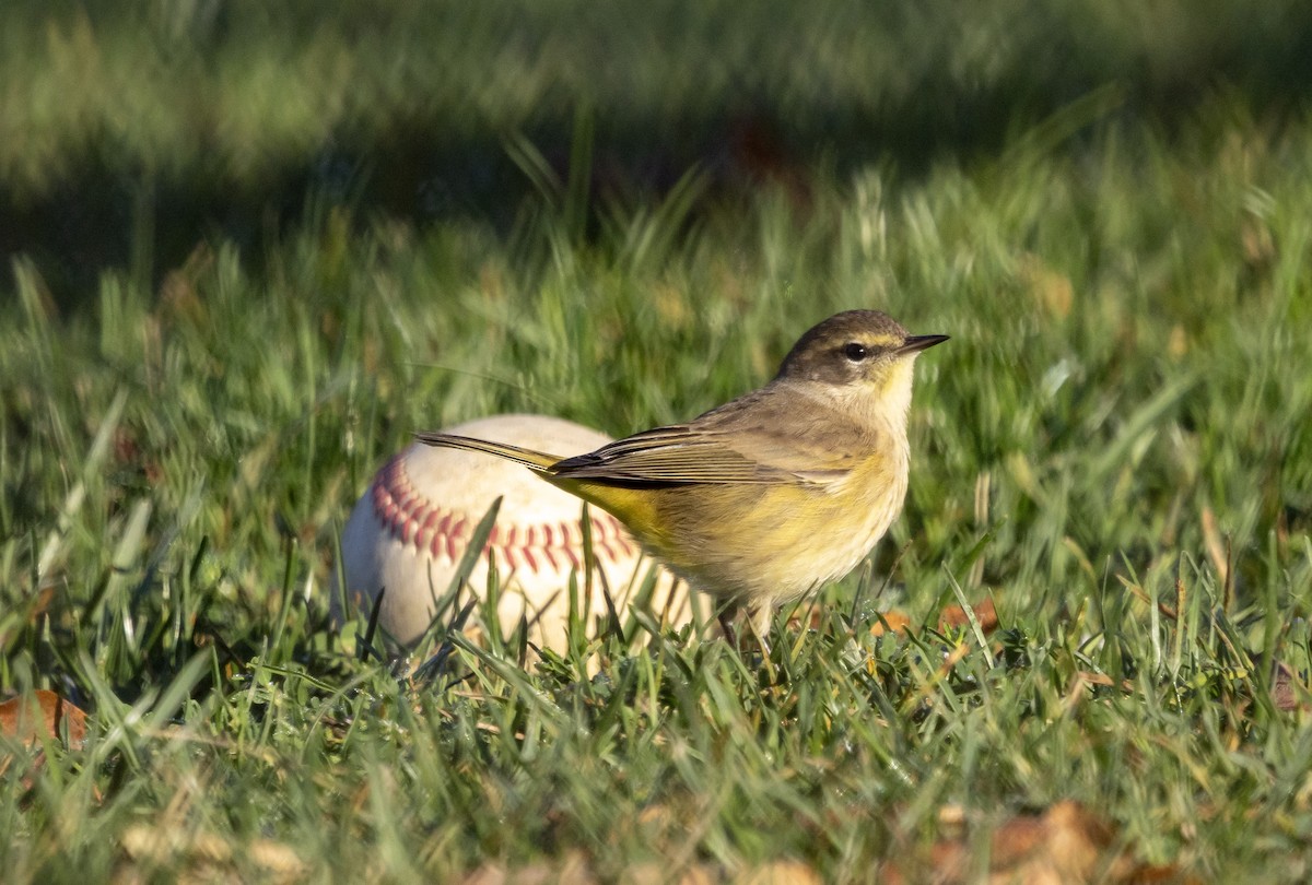 Palm Warbler (Western) - ML643041717